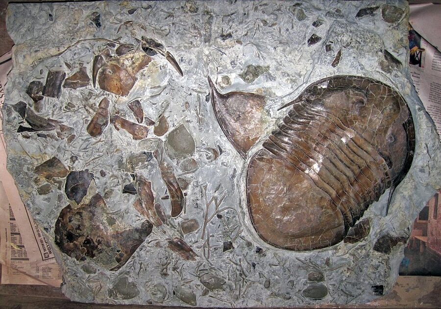 Photograph of a real trilobite fossil, Isotelus maximus